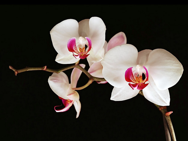 Обои картинки фото цветы, орхидеи