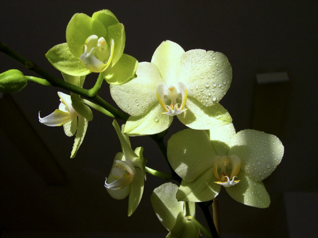 Обои картинки фото цветы, орхидеи