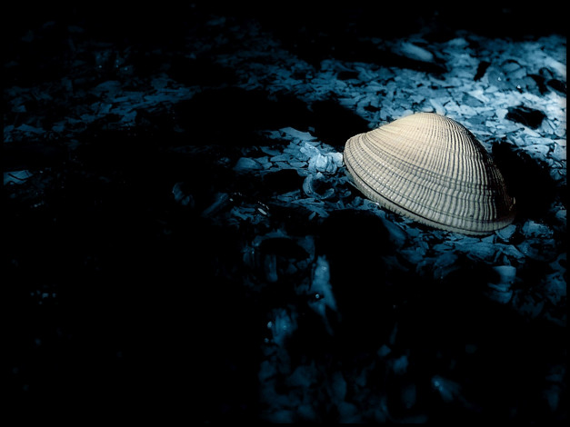 Обои картинки фото разное, ракушки, кораллы, декоративные, spa, камни