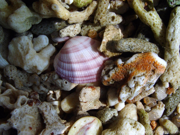 Обои картинки фото разное, ракушки, кораллы, декоративные, spa, камни