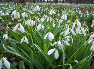 Картинка цветы подснежники белоцветник