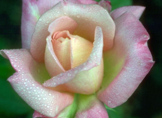 Картинка цветы розы капли