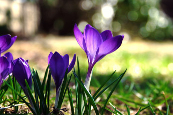 Картинка цветы крокусы трава размытый фон