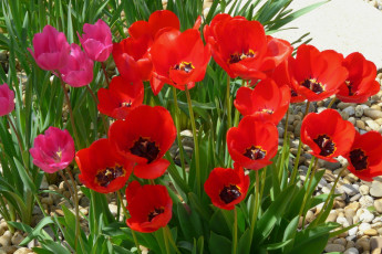 Картинка цветы тюльпаны галька