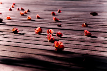 Картинка цветы бегония flower