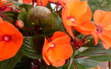Картинка цветы бальзамины оранжевый