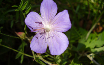 Картинка цветы герань сиреневый
