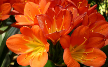 Картинка цветы кливия красный