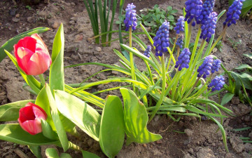 Картинка цветы разные вместе тюльпаны мускари