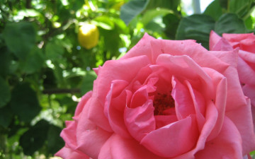 Картинка цветы розы розовый