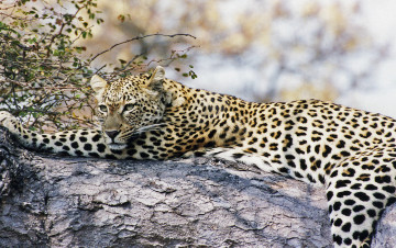 Картинка сама грация животные леопарды леопард лежит смотрит