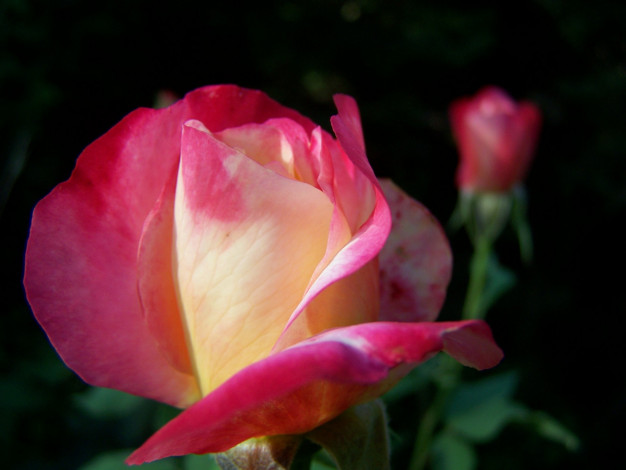 Обои картинки фото цветы, розы, розовый