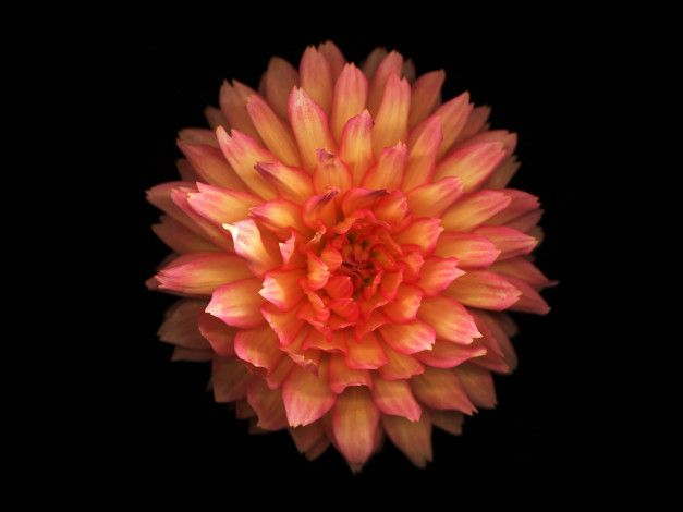 Обои картинки фото цветы, георгины, георгин, черный, фон