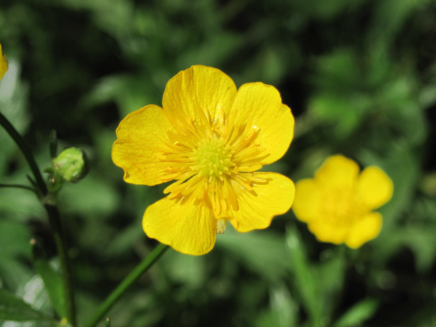 Обои картинки фото цветы, калужницы, лютики, зеленый, фон