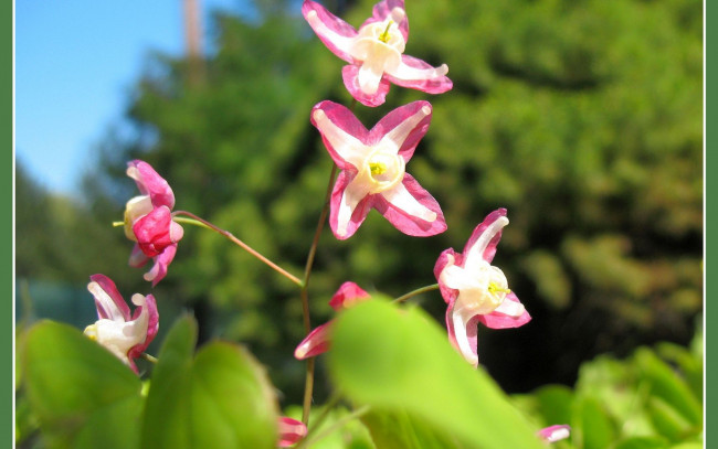 Обои картинки фото цветы, бело-розовый