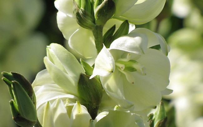 Обои картинки фото цветы, белый