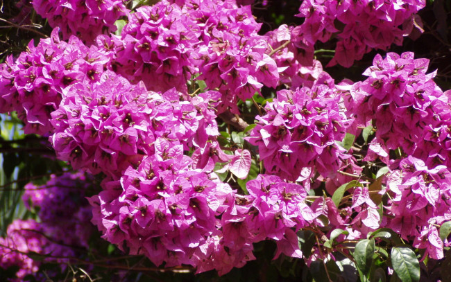 Обои картинки фото цветы, бугенвиллея, розовый