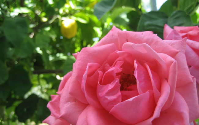 Обои картинки фото цветы, розы, розовый