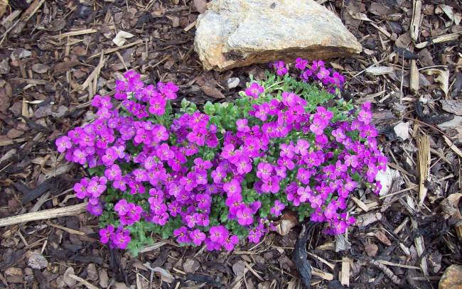 Обои картинки фото цветы, сиреневый