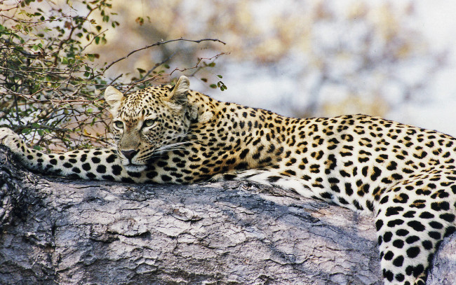 Обои картинки фото сама, грация, животные, леопарды, леопард, лежит, смотрит