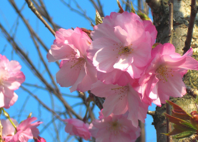 Обои картинки фото цветы, сакура, вишня, ветка