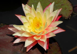 Картинка цветы лилии водяные нимфеи кувшинки лепестки