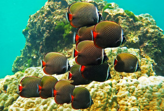 Картинка животные рыбы косяк тропики