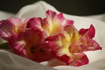 Картинка цветы гладиолусы гладиолус