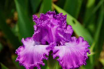 Картинка цветы ирисы