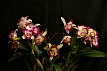 Картинка цветы орхидеи