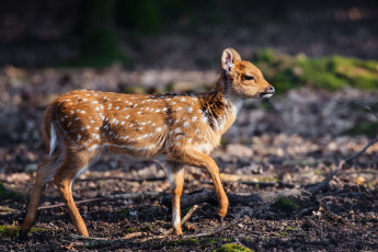 обоя животные, олени, бемби, пятнышки