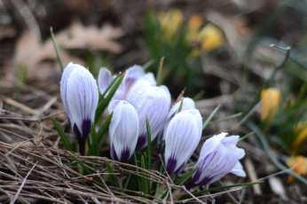 Картинка цветы крокусы весна бутоны пробуждение