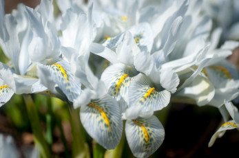 Картинка цветы ирисы лепестки