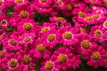 Картинка цветы цинерария много