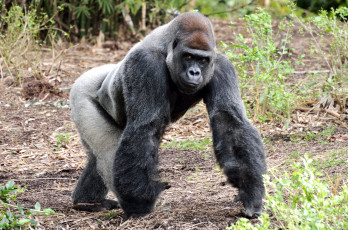 Картинка животные обезьяны горилла