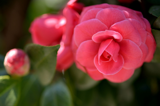 Обои картинки фото цветы, камелии, лепестки, бутон