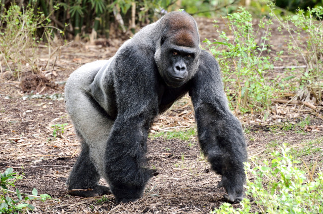 Обои картинки фото животные, обезьяны, горилла