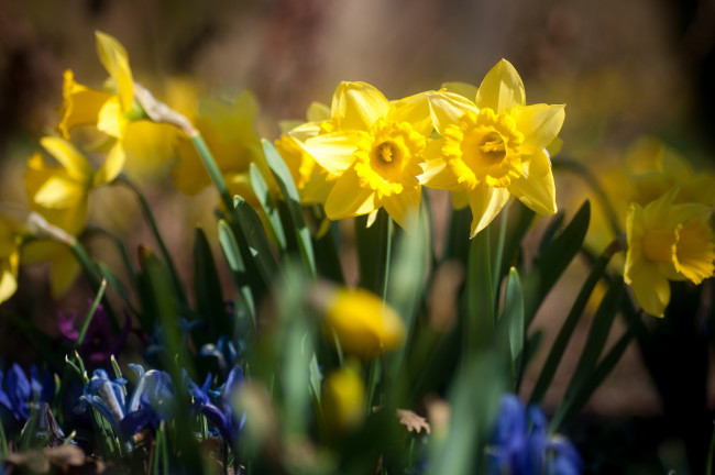 Обои картинки фото цветы, нарциссы, пролески