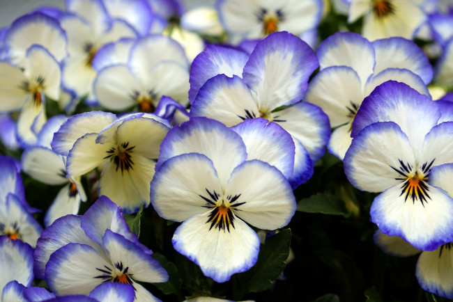 Обои картинки фото цветы, анютины, глазки, садовые, фиалки, пестрый