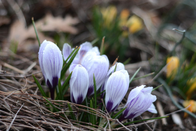 Обои картинки фото цветы, крокусы, весна, бутоны, пробуждение