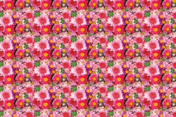 Картинка цветы хризантемы повтор много фон