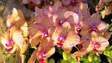 Картинка цветы орхидеи пестрый