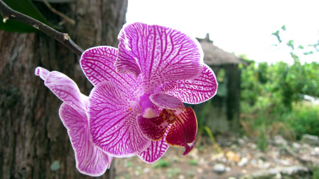 Обои картинки фото цветы, орхидеи, пестрый