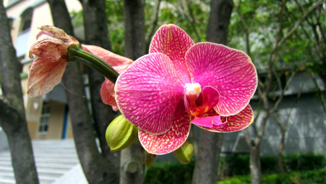 Обои картинки фото цветы, орхидеи, розовый