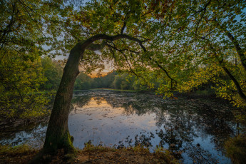 Картинка природа реки озера река лес