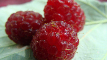 Картинка еда малина макро ягоды