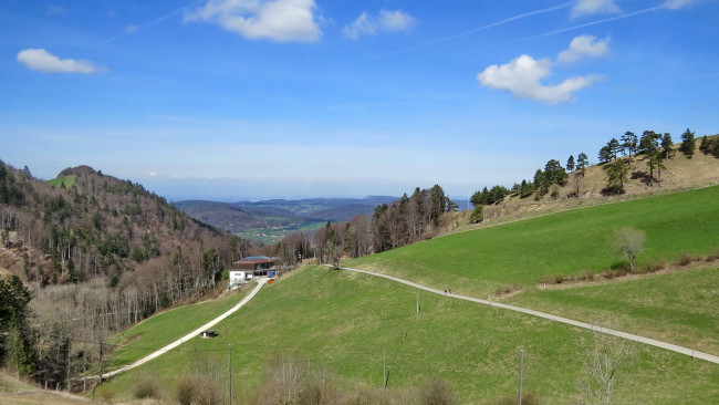 Обои картинки фото природа, пейзажи, дорога, лес, холмы, шотландия