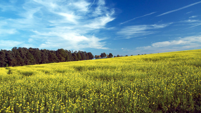 Обои картинки фото природа, побережье, лето, поле, рапс