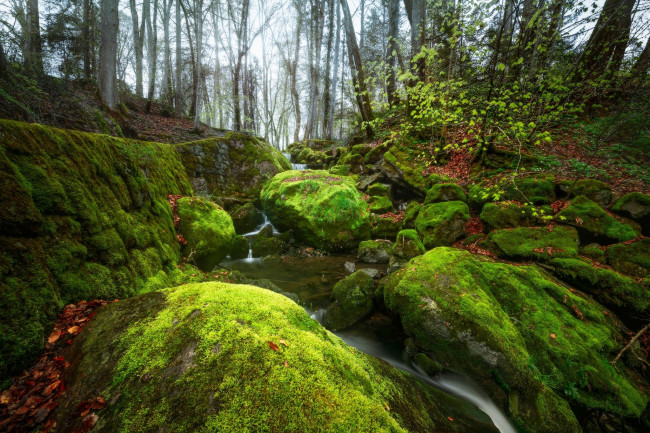 Обои картинки фото природа, реки, озера, ручей, скалы, речка, деревья, лес