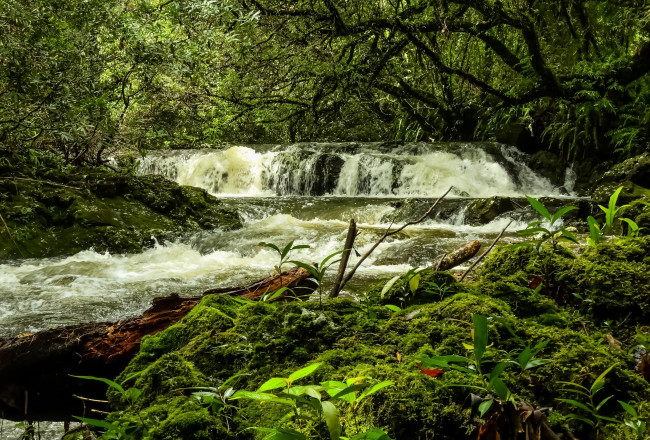 Обои картинки фото природа, водопады, река, лес